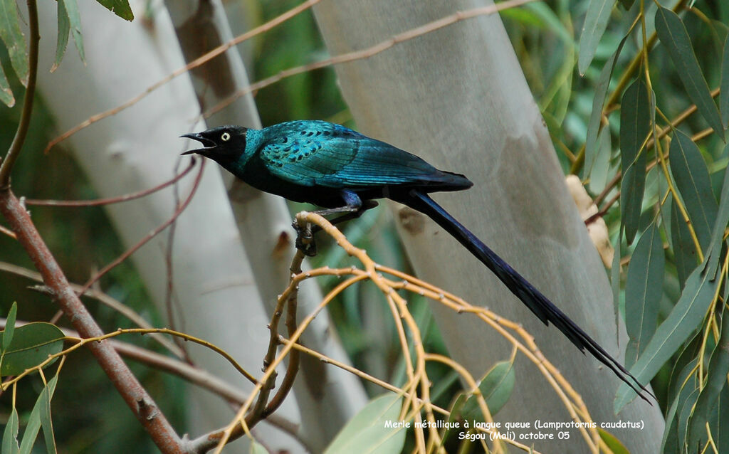 Long-tailed Glossy Starlingadult