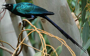 Long-tailed Glossy Starling