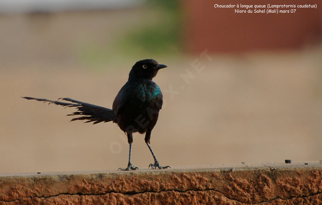 Long-tailed Glossy Starlingadult