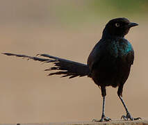 Long-tailed Glossy Starling