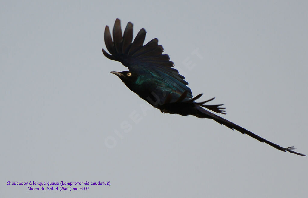 Long-tailed Glossy Starlingadult