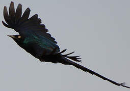 Long-tailed Glossy Starling