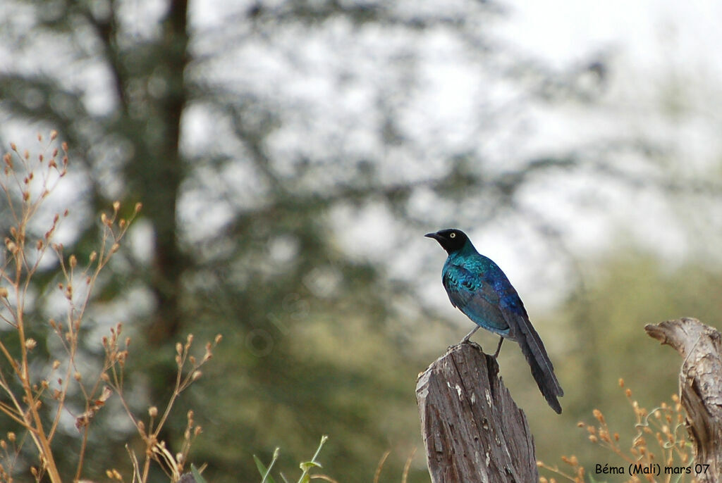 Long-tailed Glossy Starling