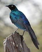 Long-tailed Glossy Starling