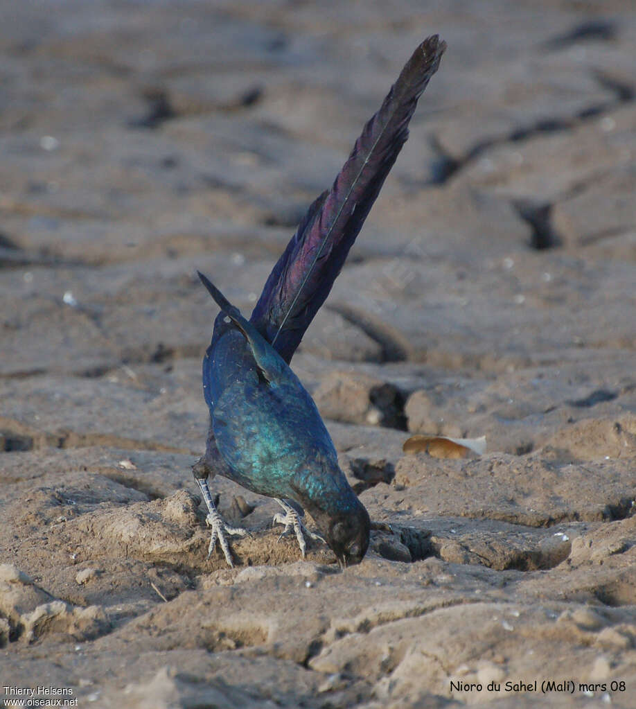 Long-tailed Glossy Starlingadult, drinks