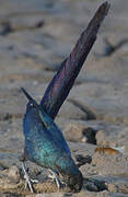 Long-tailed Glossy Starling