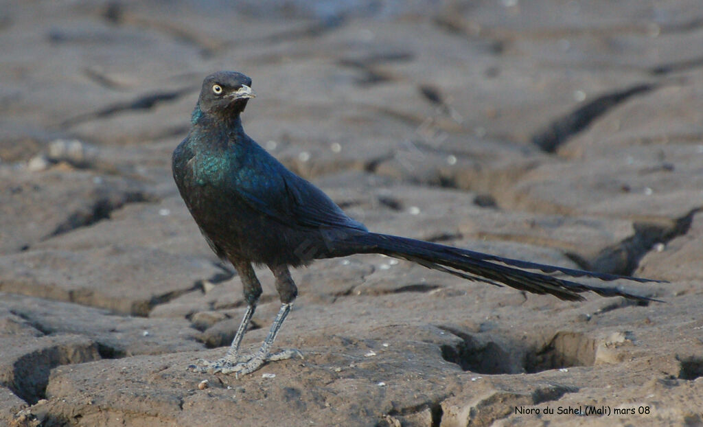 Long-tailed Glossy Starling