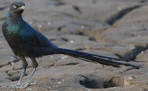 Long-tailed Glossy Starling