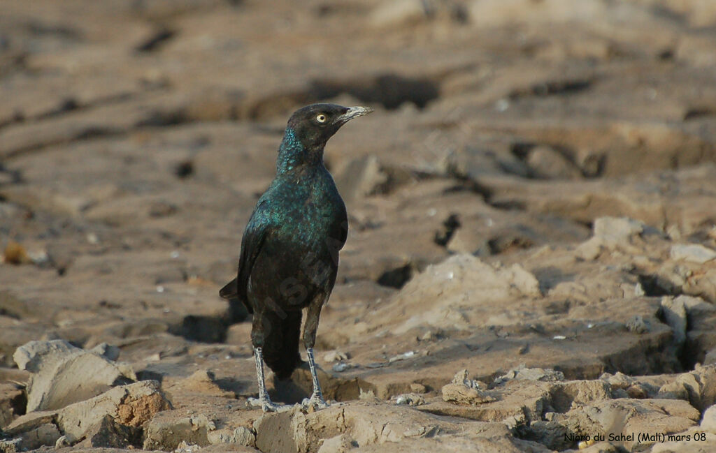 Long-tailed Glossy Starling