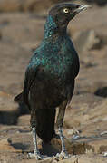 Long-tailed Glossy Starling