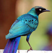 Long-tailed Glossy Starling