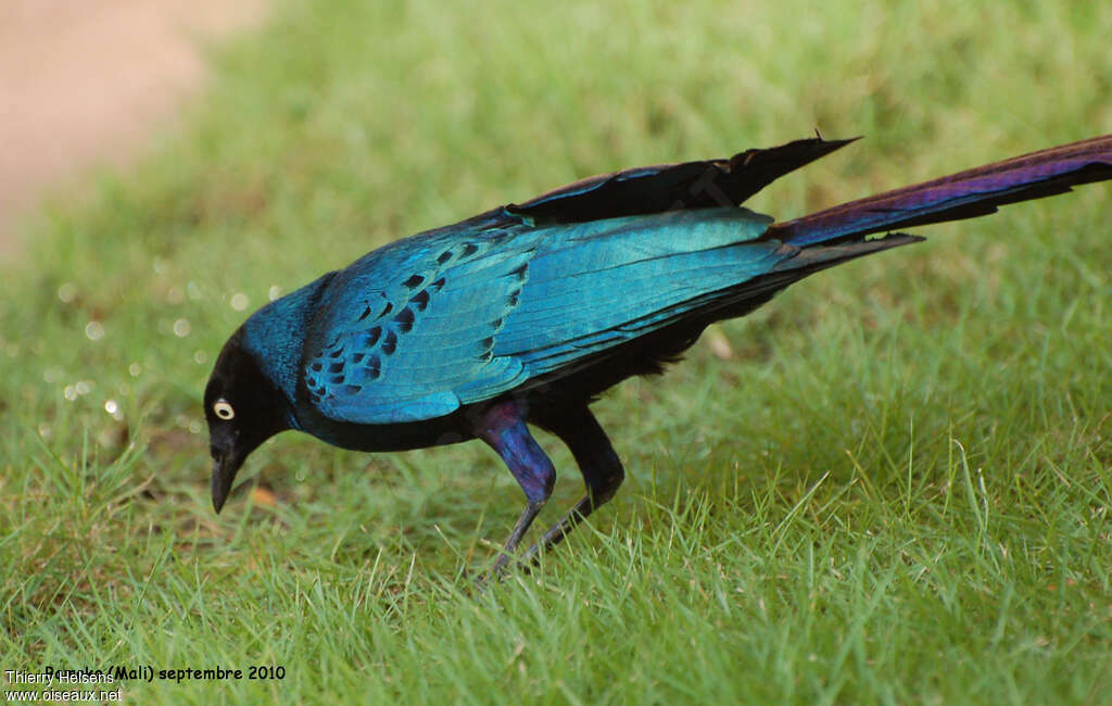 Long-tailed Glossy Starlingadult, identification