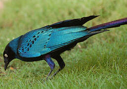 Long-tailed Glossy Starling