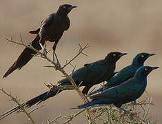 Greater Blue-eared Starling