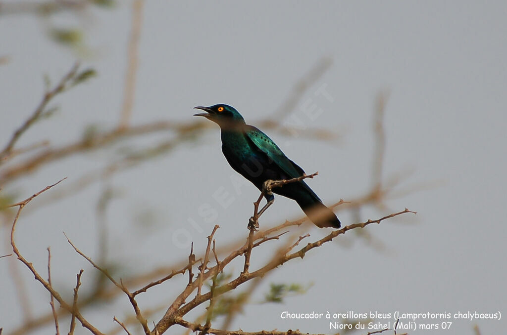 Greater Blue-eared Starling