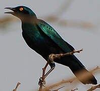 Greater Blue-eared Starling