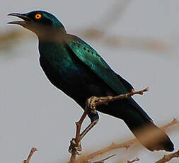 Choucador à oreillons bleus