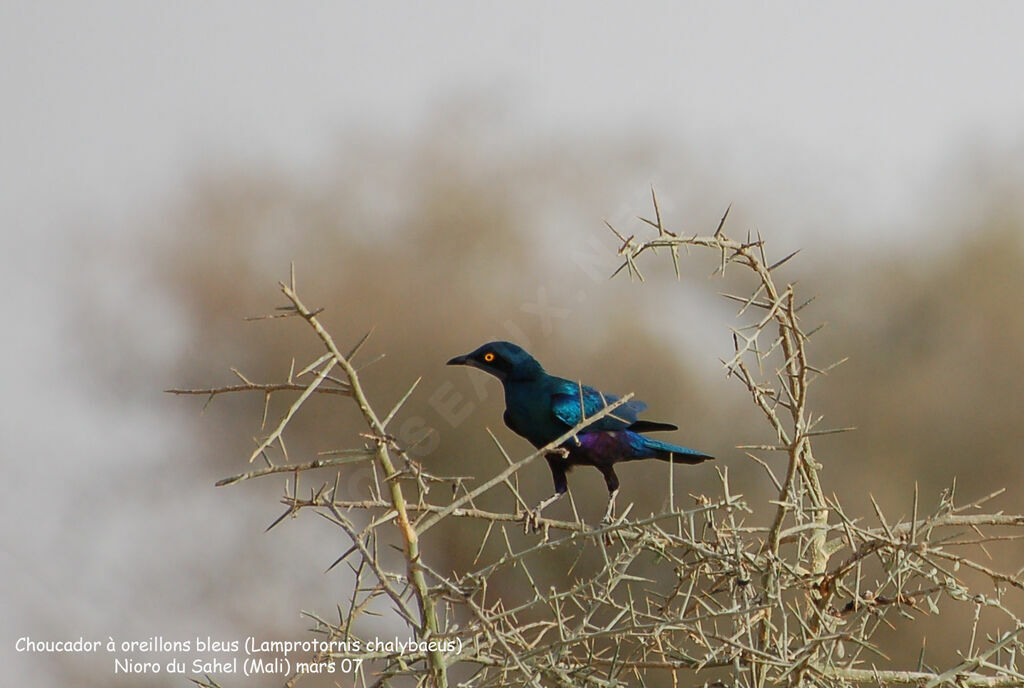 Greater Blue-eared Starling