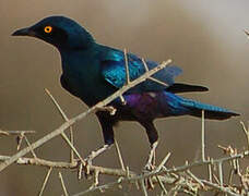 Greater Blue-eared Starling