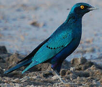 Greater Blue-eared Starling