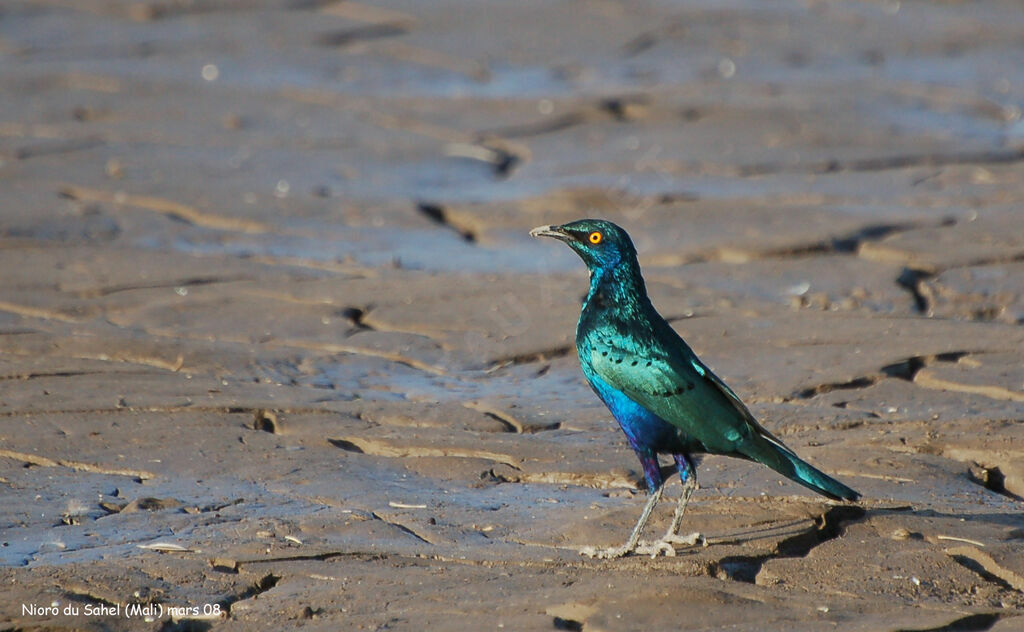 Greater Blue-eared Starling