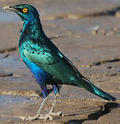 Greater Blue-eared Starling