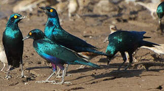 Greater Blue-eared Starling