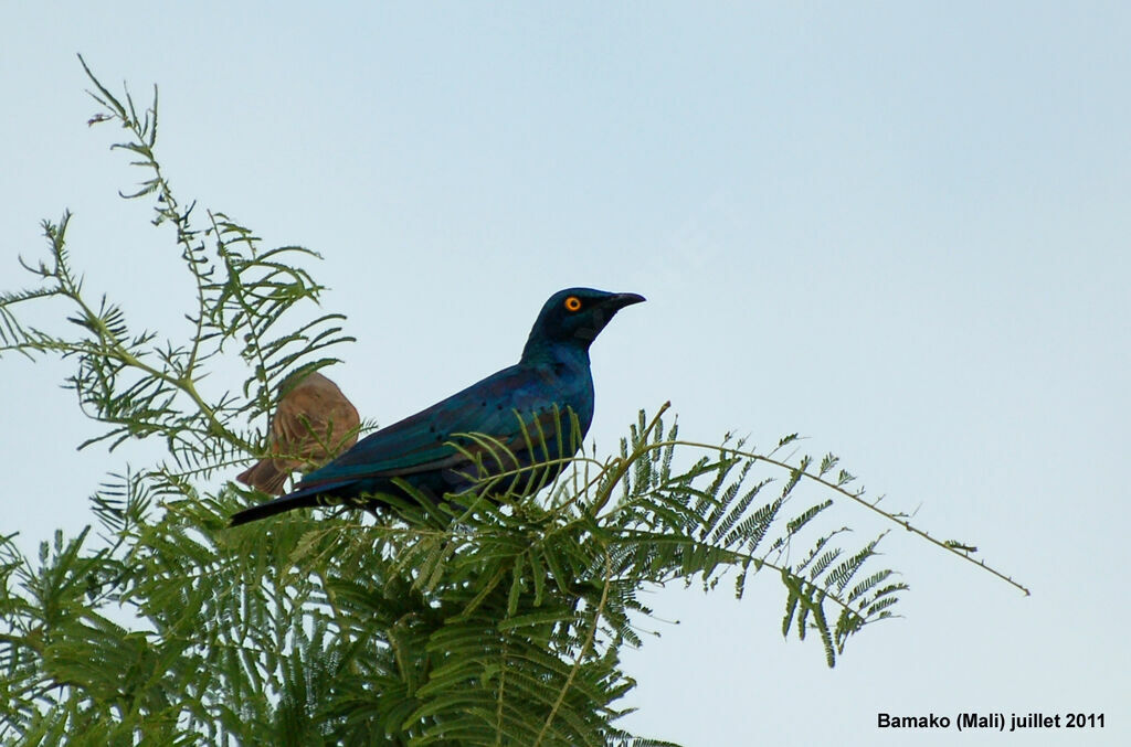 Greater Blue-eared Starlingadult, identification