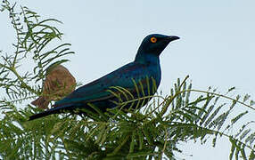 Greater Blue-eared Starling