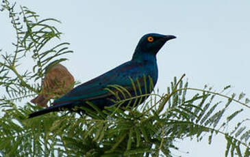 Choucador à oreillons bleus