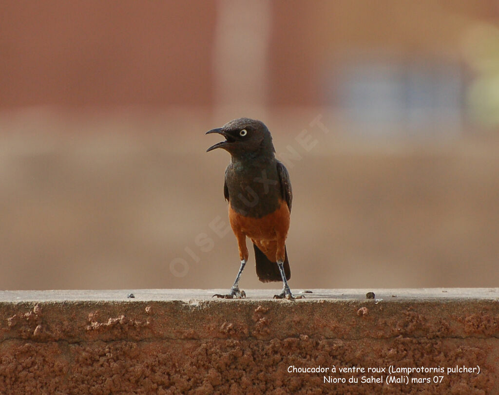 Chestnut-bellied Starlingadult