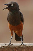 Chestnut-bellied Starling