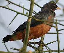 Chestnut-bellied Starling