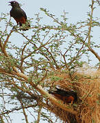 Chestnut-bellied Starling