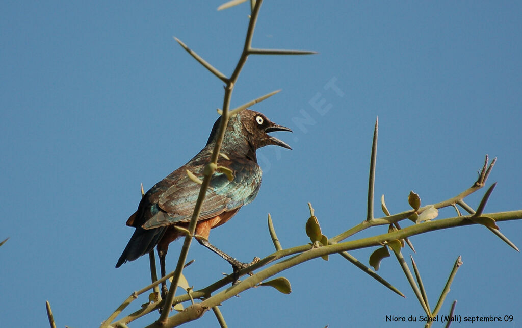 Chestnut-bellied Starling