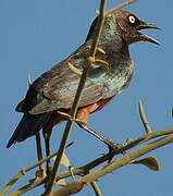 Chestnut-bellied Starling