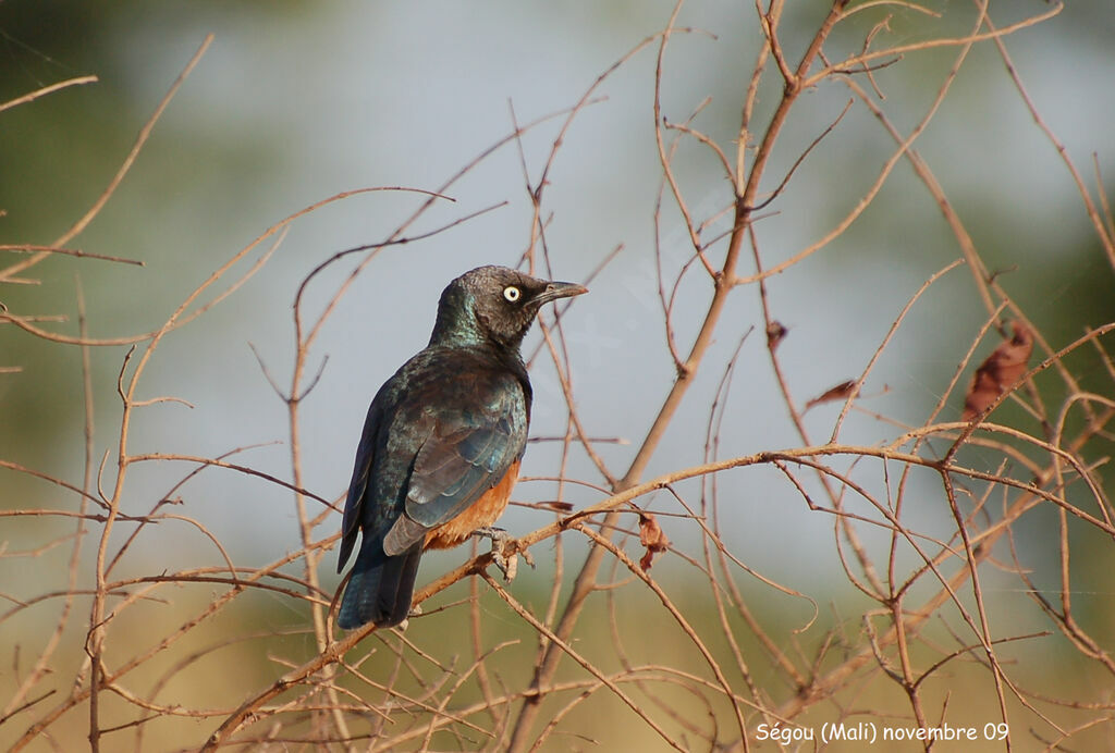 Chestnut-bellied Starlingadult, identification