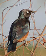 Chestnut-bellied Starling