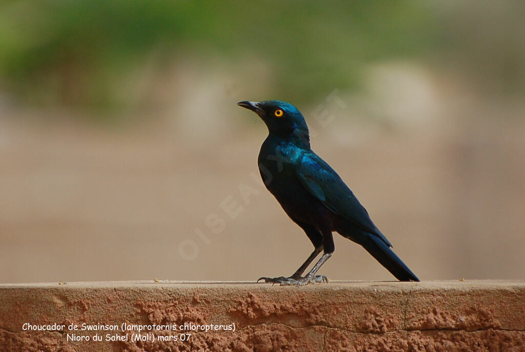 Lesser Blue-eared Starlingadult