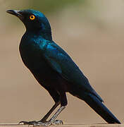 Lesser Blue-eared Starling