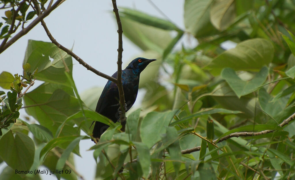 Lesser Blue-eared Starling