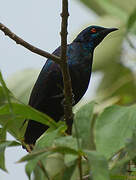 Lesser Blue-eared Starling