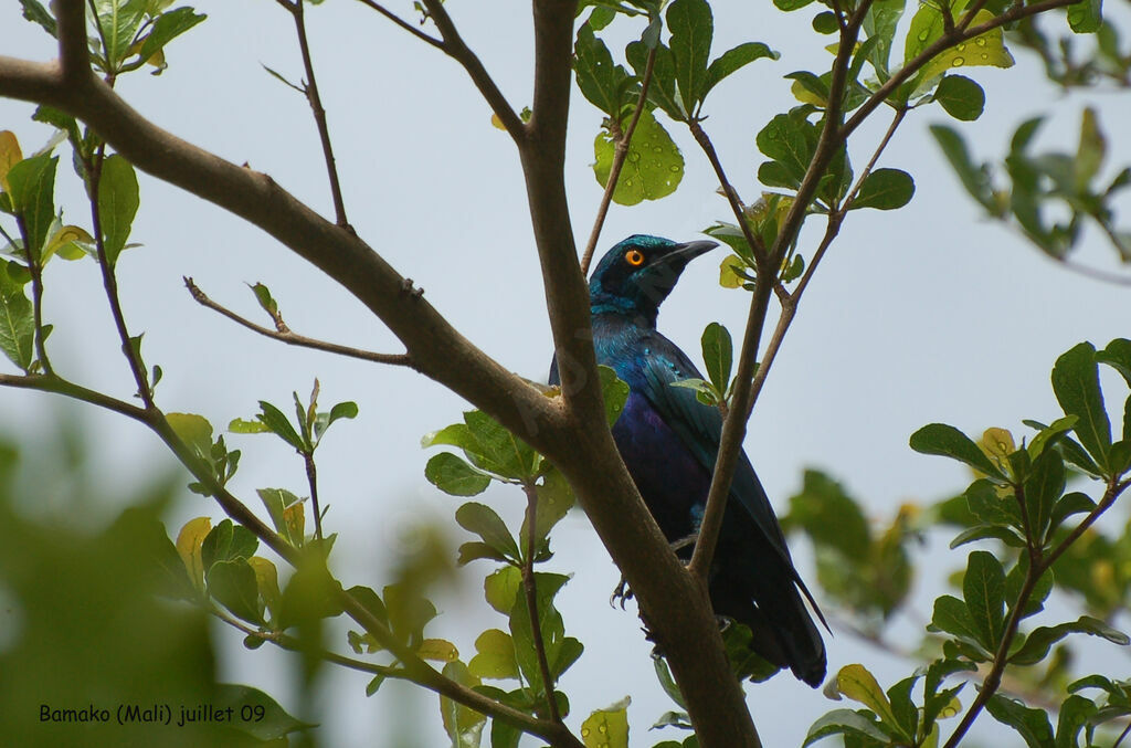 Lesser Blue-eared Starling