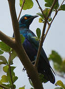 Lesser Blue-eared Starling