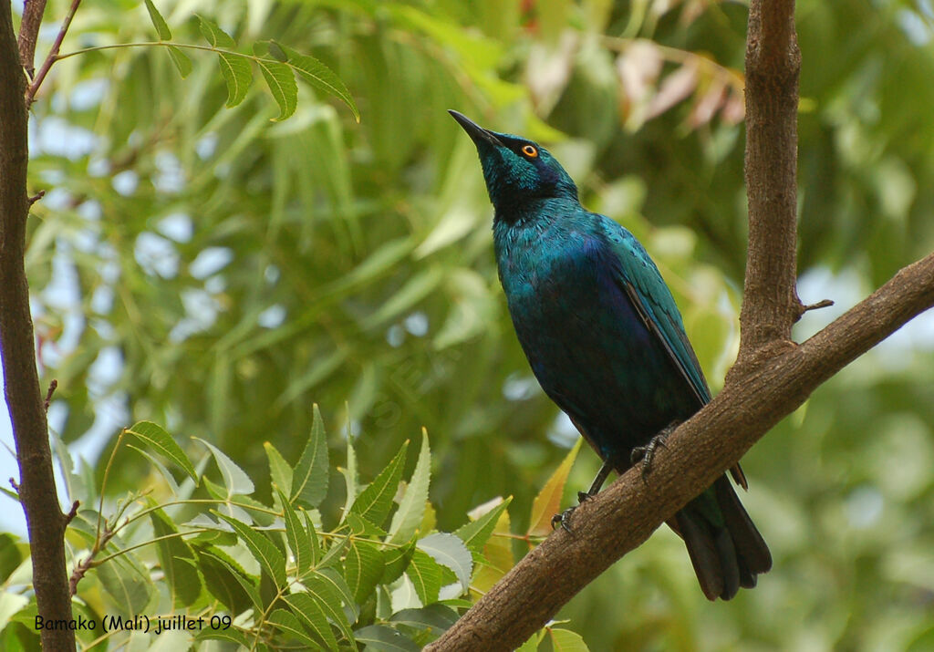 Lesser Blue-eared Starling