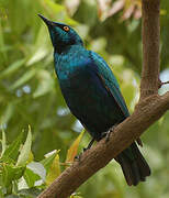 Lesser Blue-eared Starling