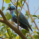 Choucador de Swainson