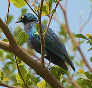 Lesser Blue-eared Starling