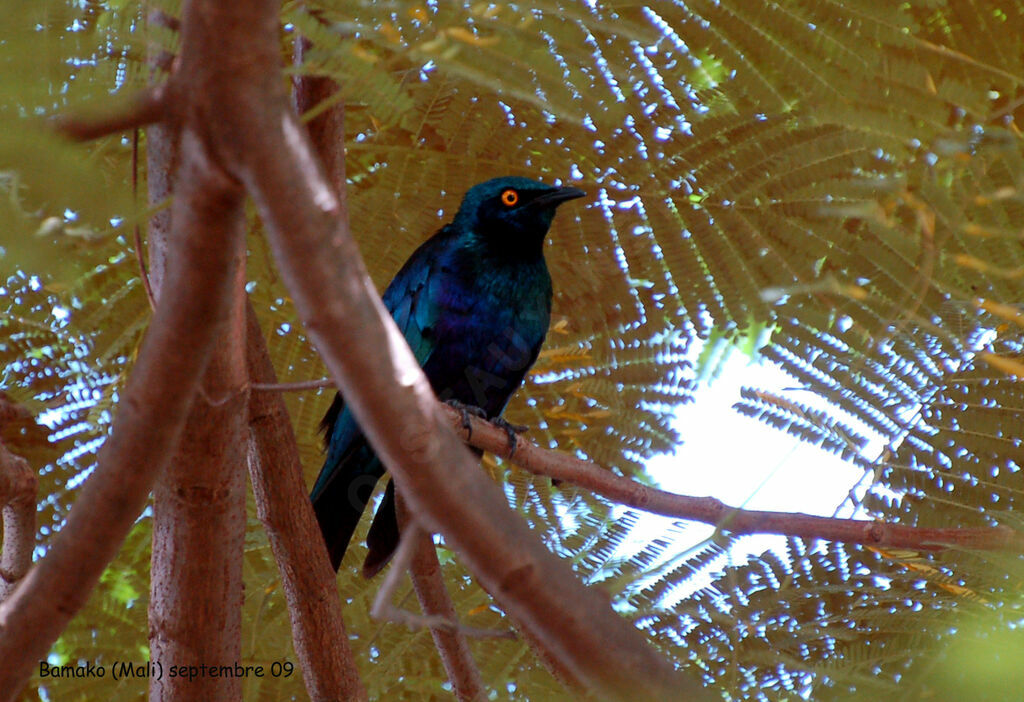 Lesser Blue-eared Starlingadult, identification