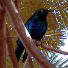 Choucador de Swainson